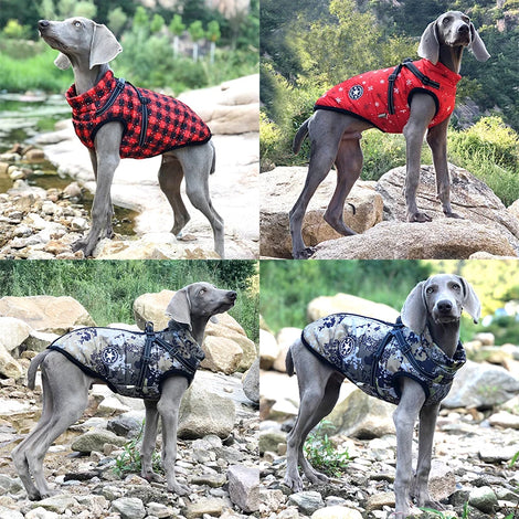 NPNGonline™ Water-Resistant Cozy Dog Jacket With Harness